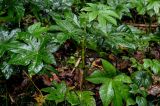 Fatsia japonica