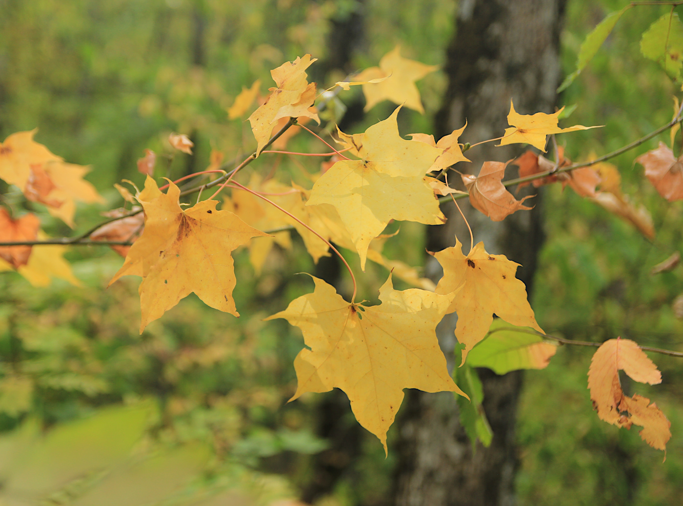Изображение особи Acer cappadocicum.