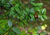 Ilex rugosa. Верхушка побега с плодами. Южный Сахалин, хр. Сусунайский, гора Чехова. 13.09.2003.