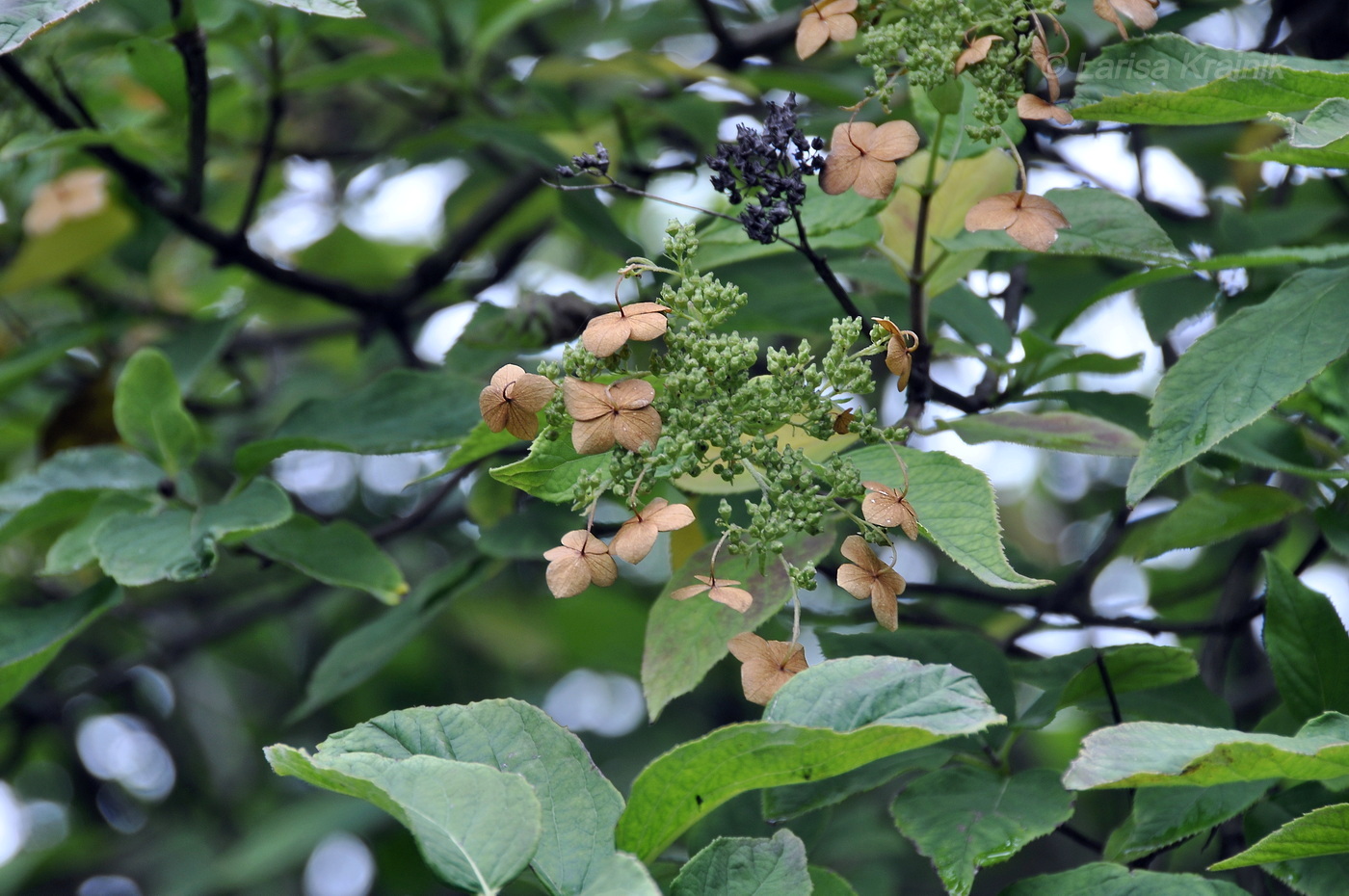Изображение особи Hydrangea heteromalla.