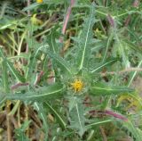 Centaurea benedicta. Верхушка побега с соцветием (вид сверху). Узбекистан, г. Ташкент, Актепа Юнусабадская, глинистая почва. 23.05.2015.