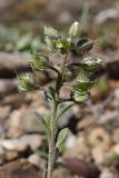 Alyssum smyrnaeum