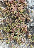 Salicornia europaea