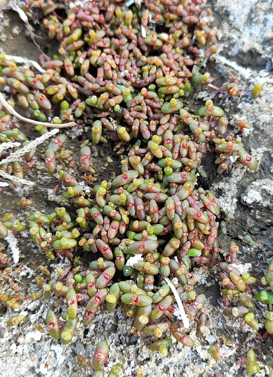 Image of Salicornia europaea specimen.