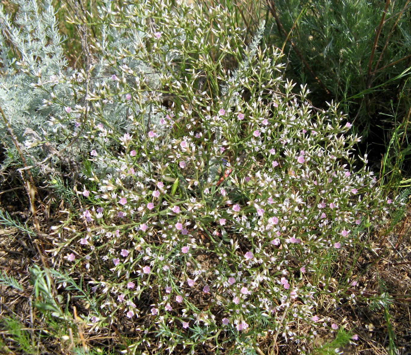 Image of Goniolimon besserianum specimen.