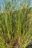 Typha angustifolia. Цветущее растение. Санкт-Петербург, Приморский р-н, заказник «Северное побережье Невской губы», берег Финского залива, заваленный обломками сухих побегов тростника пляж. 05.09.2024.