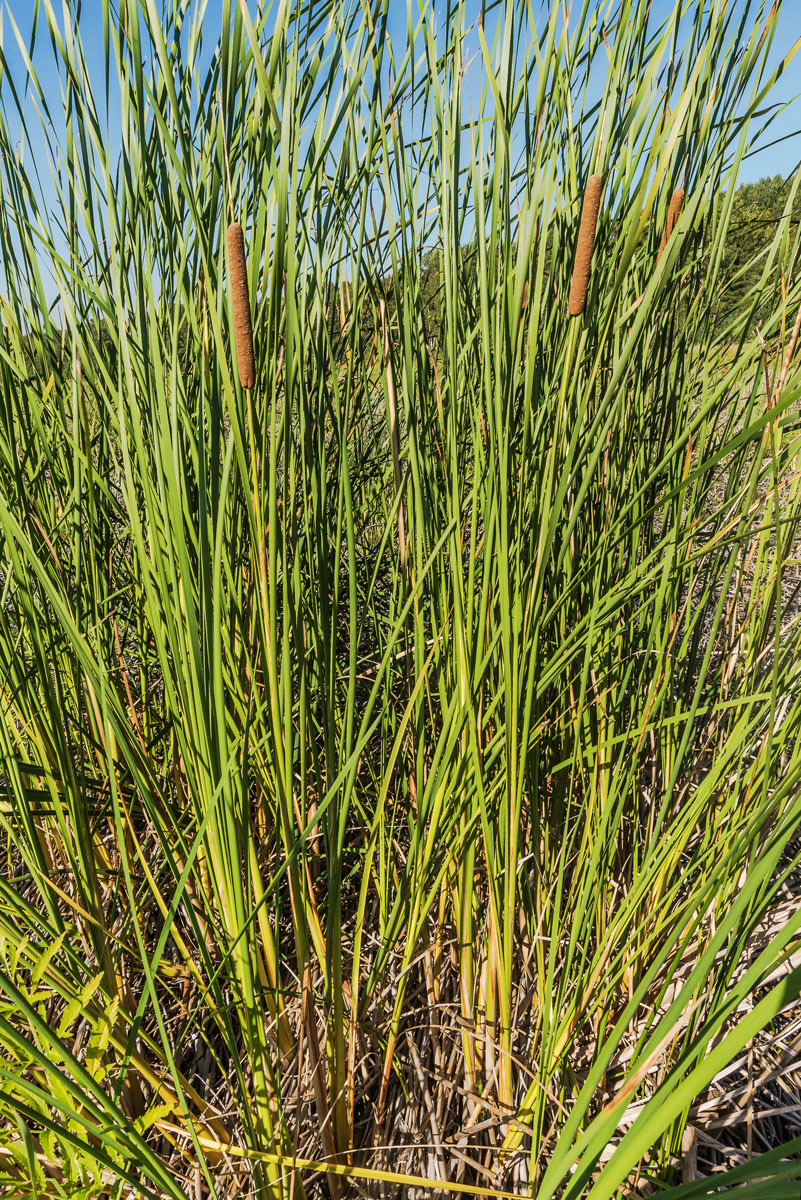Image of Typha angustifolia specimen.