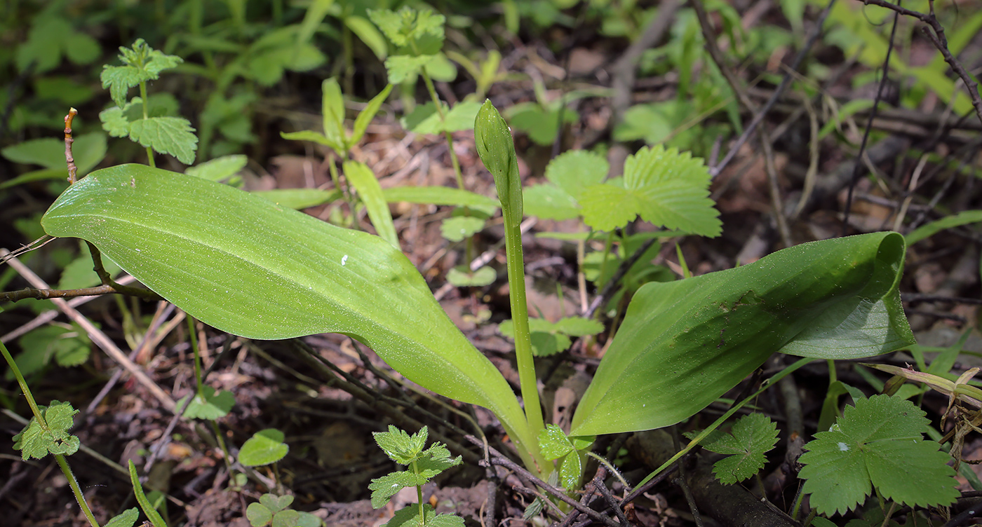 Image of Platanthera bifolia specimen.