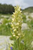 Dactylorhiza sambucina. Соцветие с муравьём. Болгария, гора Пирин, по туристической тропе между хижиной Вихрен и озером Муратово, горный луг. 15 июля 2023 г.