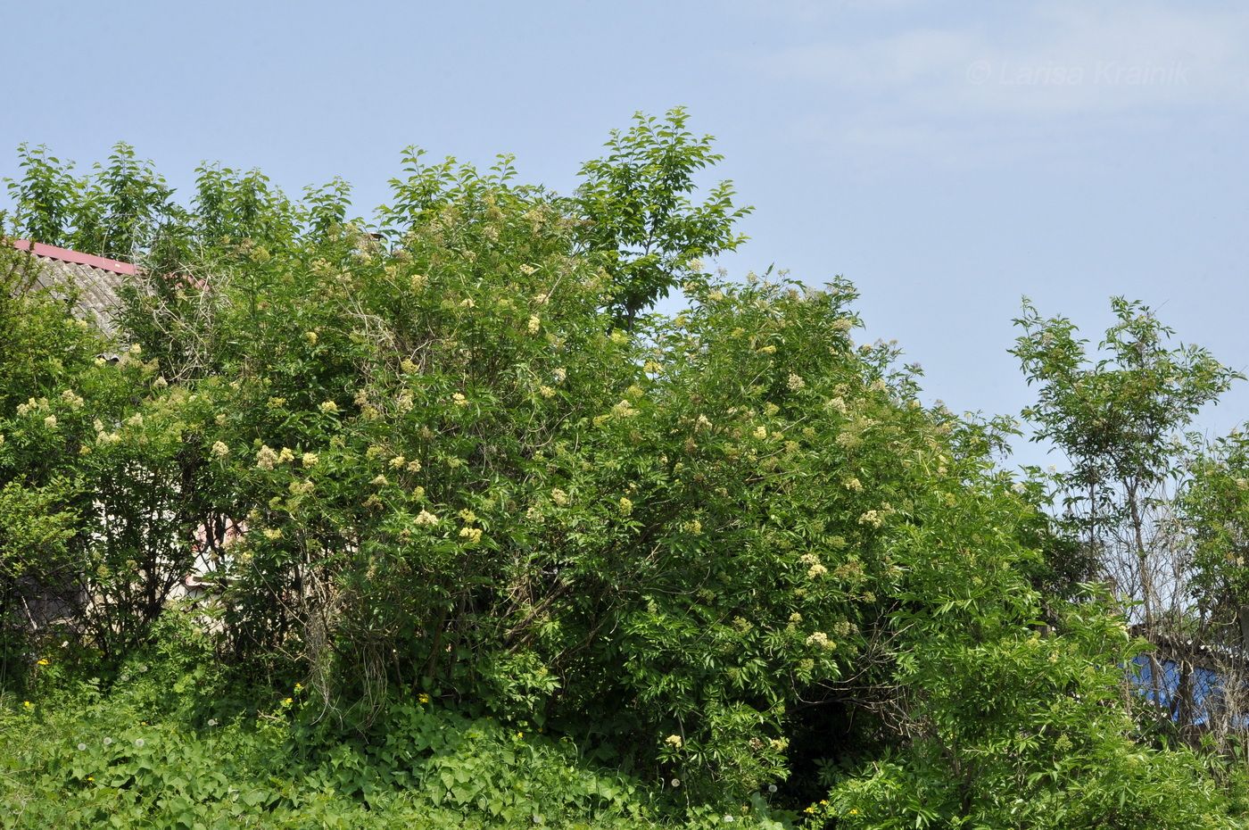 Image of Sambucus williamsii specimen.
