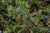 Juniperus chinensis. Верхушка ветви с незрелыми шишкоягодами. Китай, пров. Цзянсу, г. Сучжоу, в культуре. 27.05.2025.