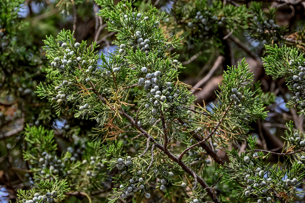 Изображение особи Juniperus chinensis.