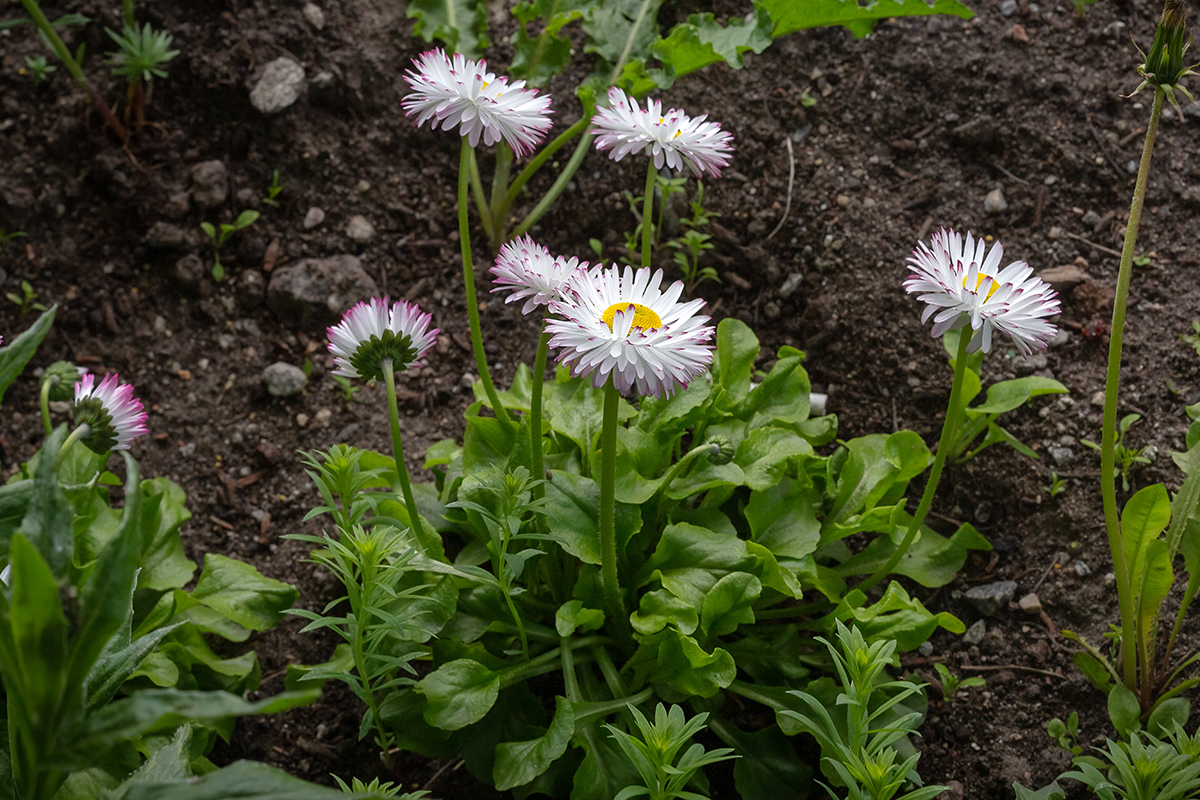 Image of Bellis perennis specimen.