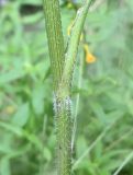 Laserpitium prutenicum