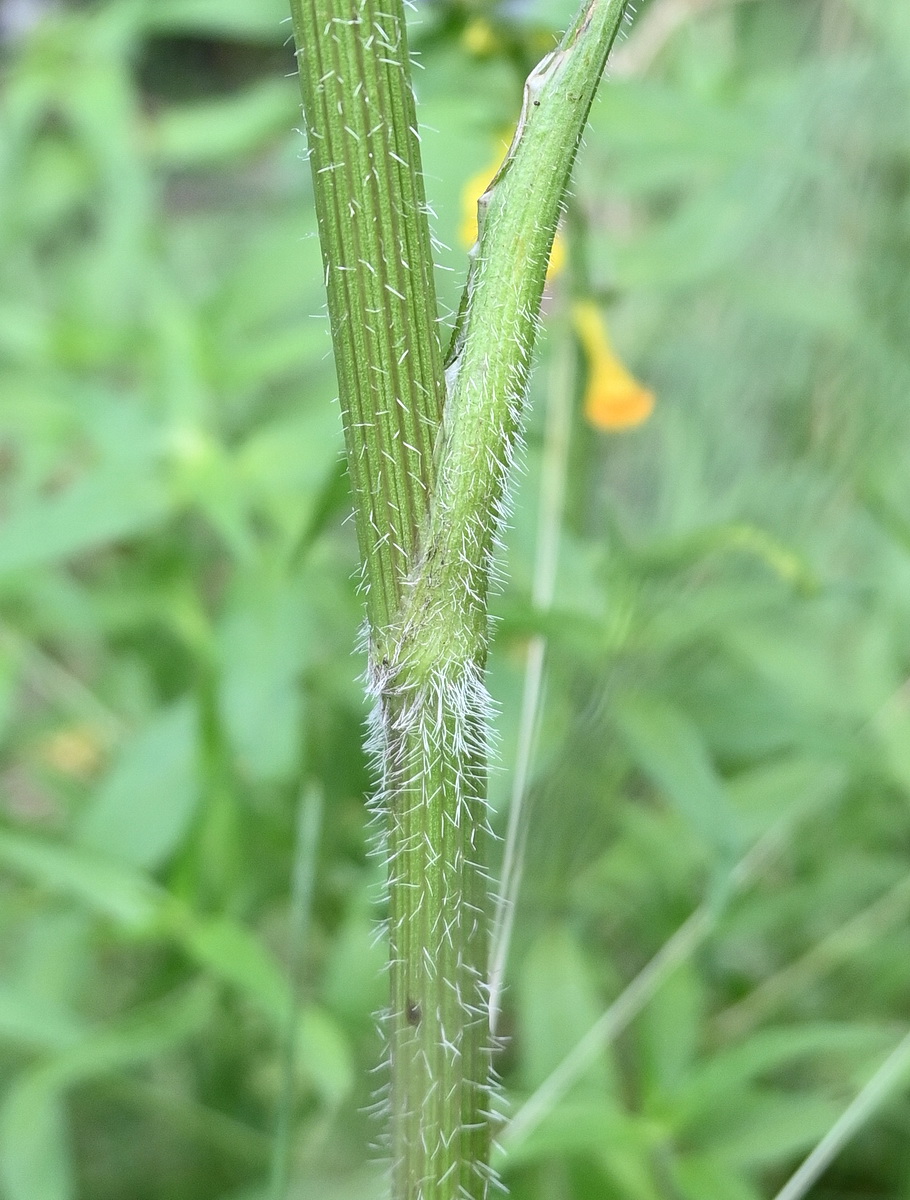 Image of Laserpitium prutenicum specimen.