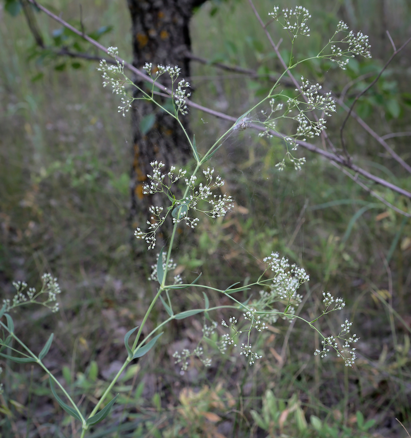 Изображение особи Gypsophila paniculata.