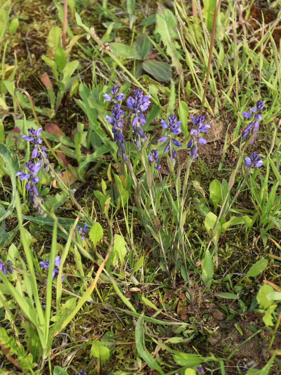 Image of Polygala amarella specimen.