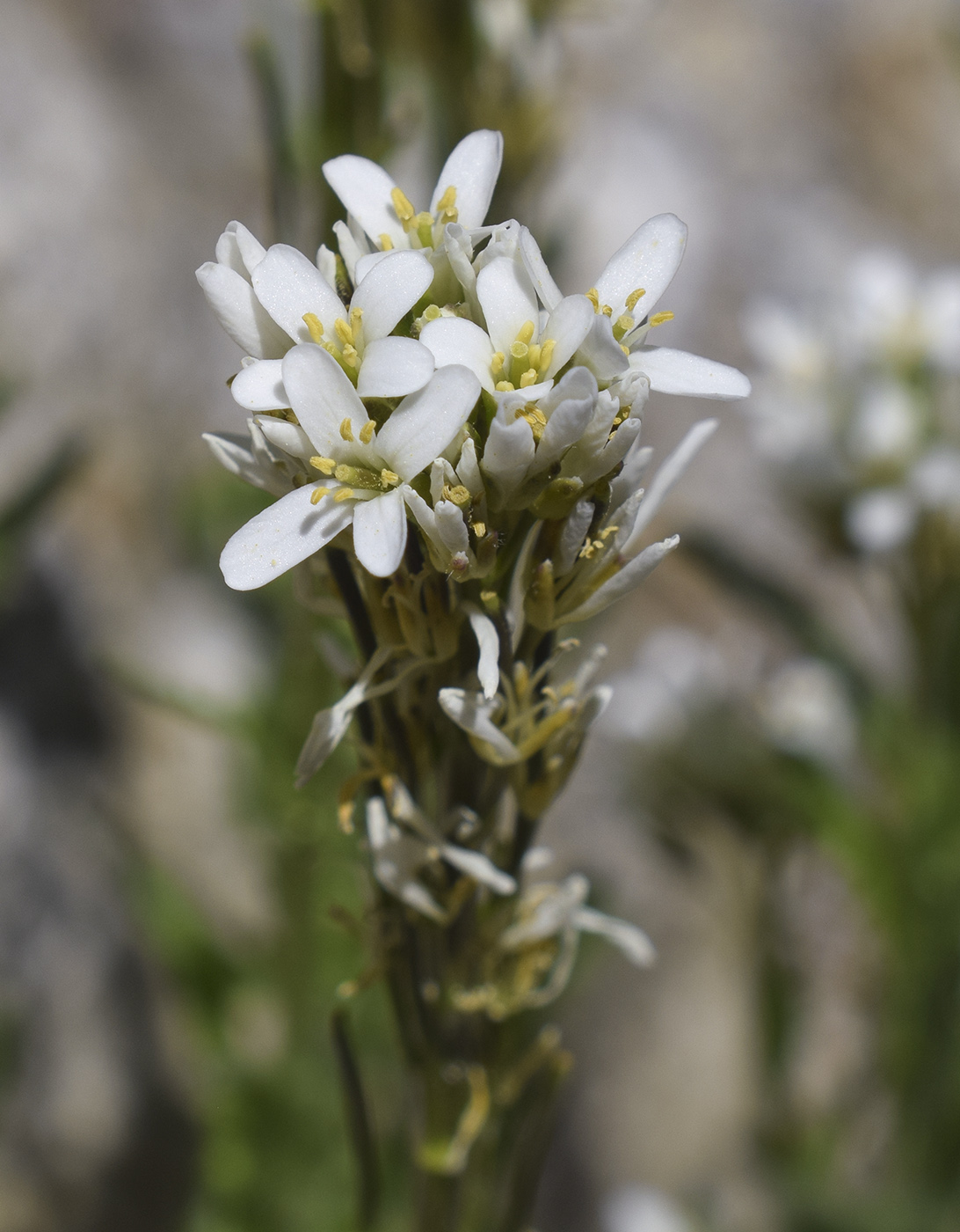 Image of Arabis hirsuta specimen.