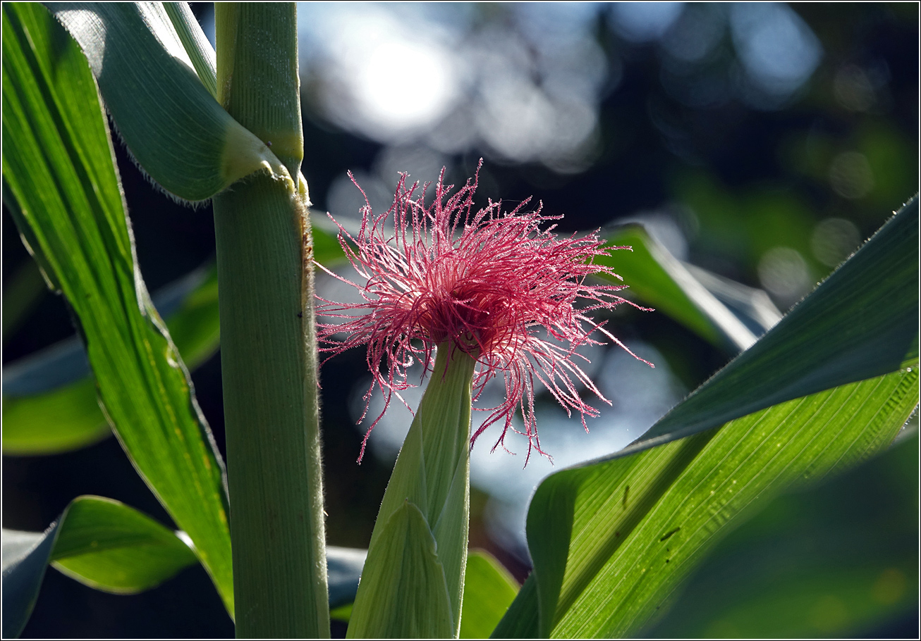 Image of Zea mays specimen.