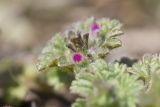 Lamium amplexicaule