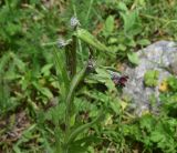 Cynoglossum officinale. Верхушка цветущего растения. Кабардино-Балкария, Эльбрусский р-н, дол. р. Адылсу, 1 км ниже альплагеря \"Джантуган\", луг. 17 июня 2025 г.