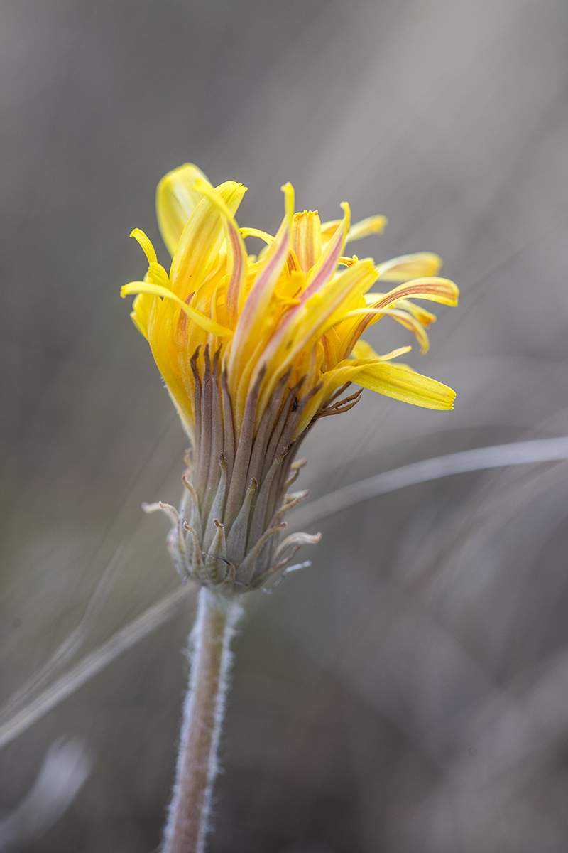 Изображение особи Taraxacum serotinum.
