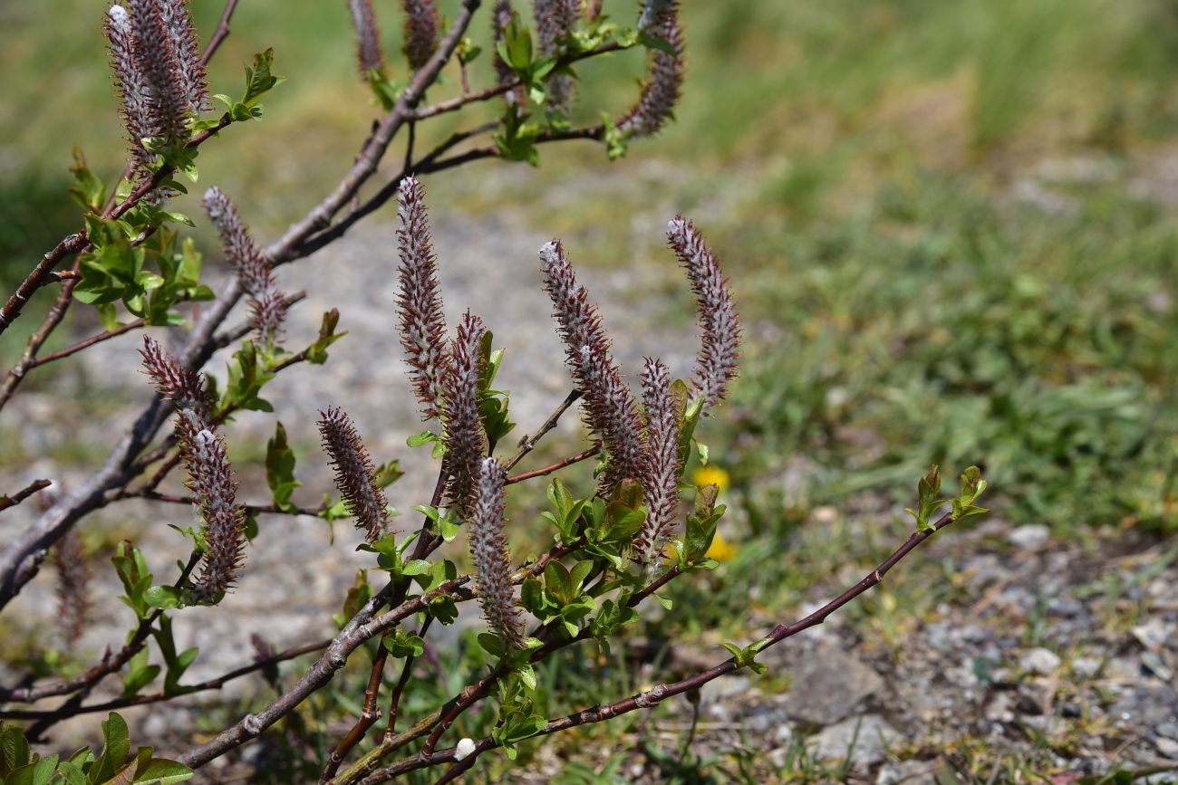 Image of genus Salix specimen.