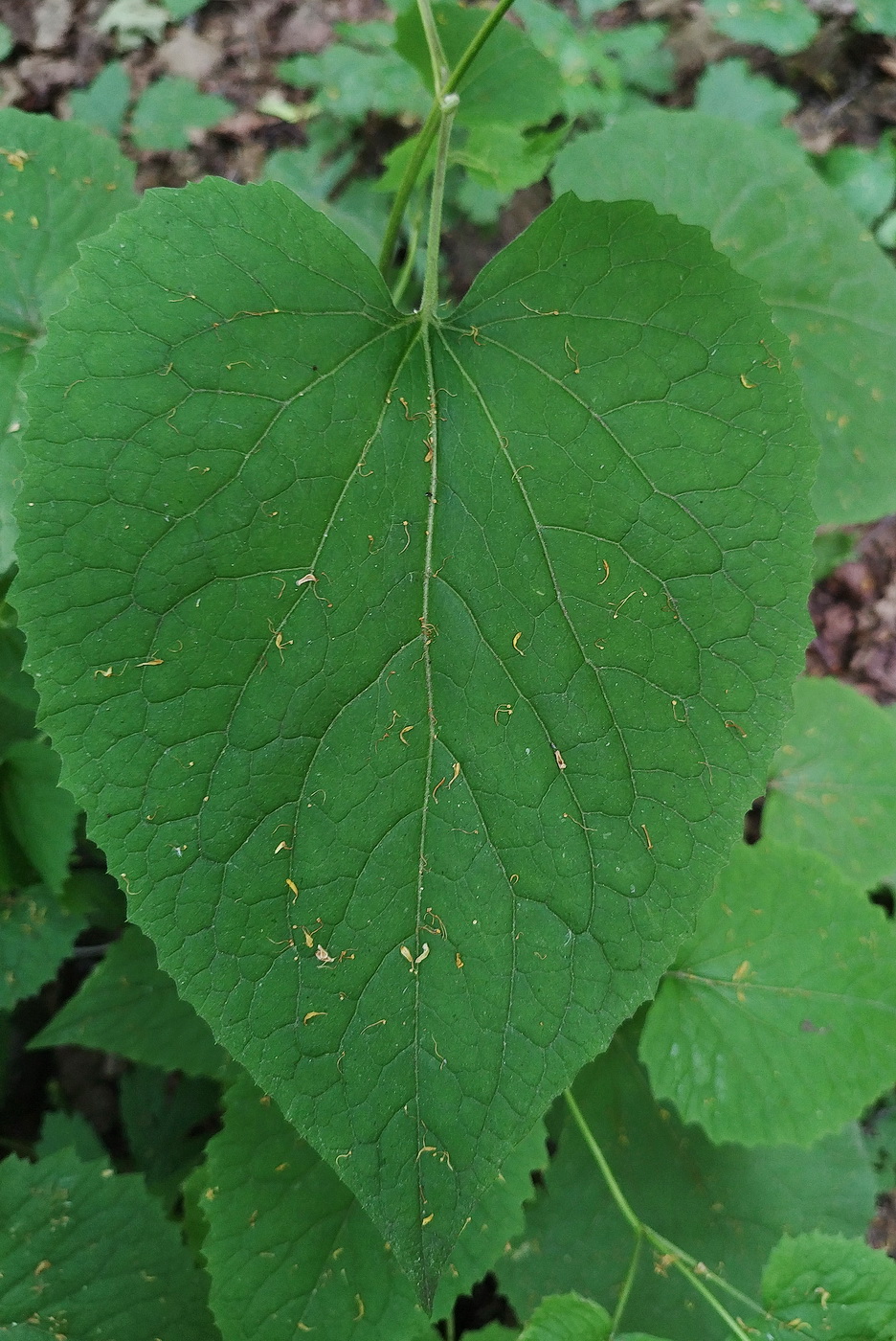 Изображение особи Lunaria rediviva.