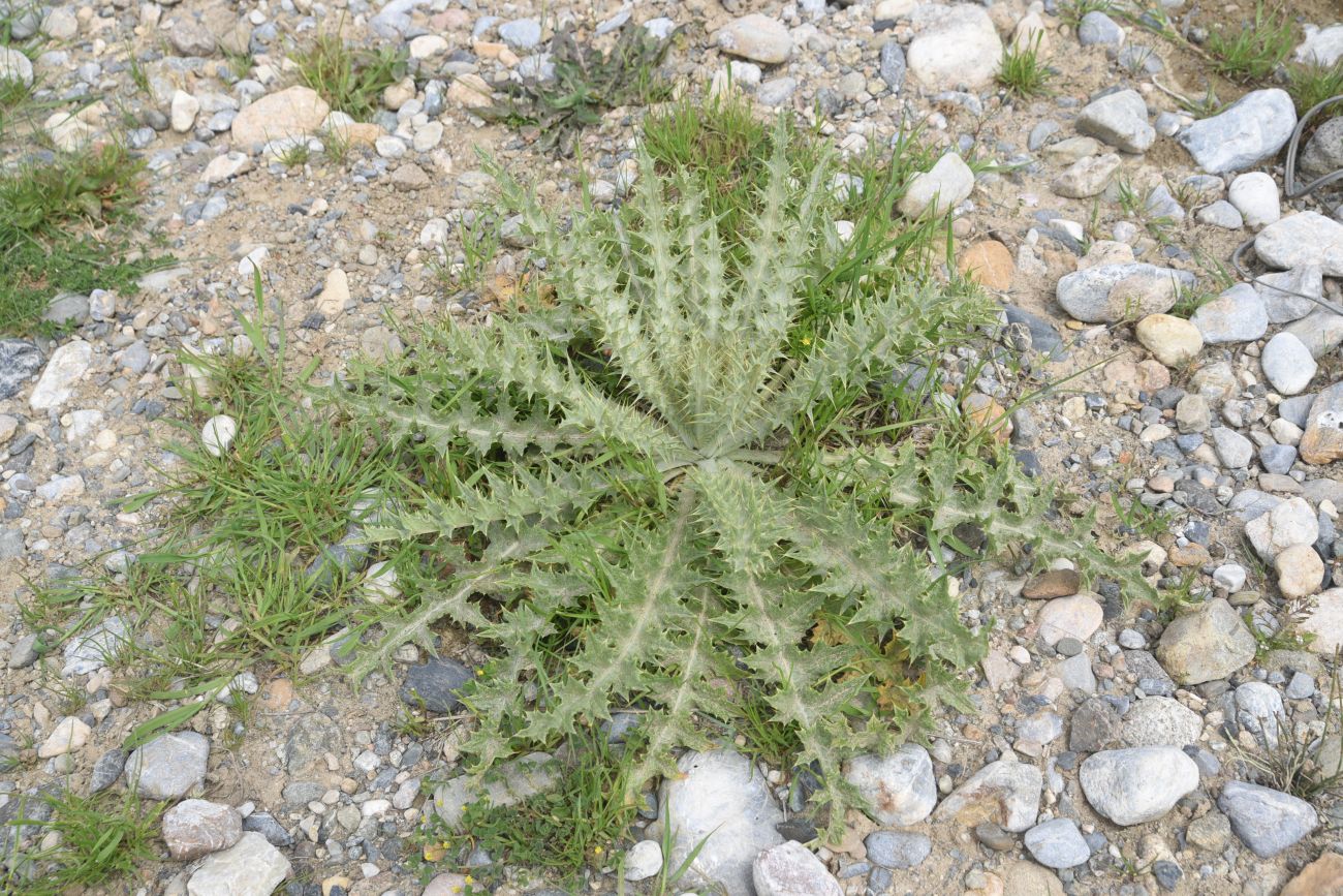 Image of genus Cirsium specimen.