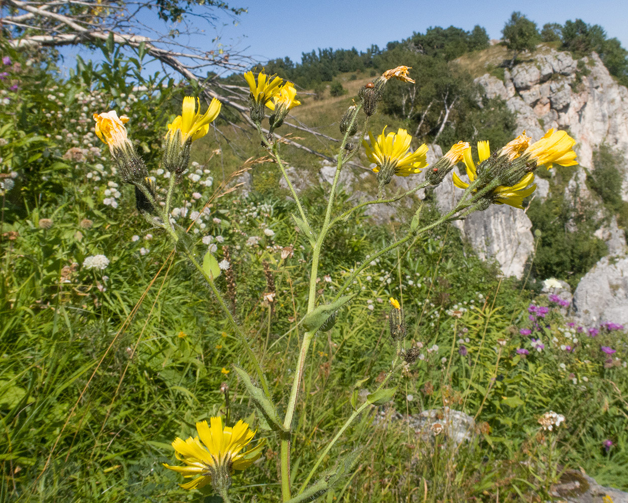 Image of Hieracium hypoglaucum specimen.