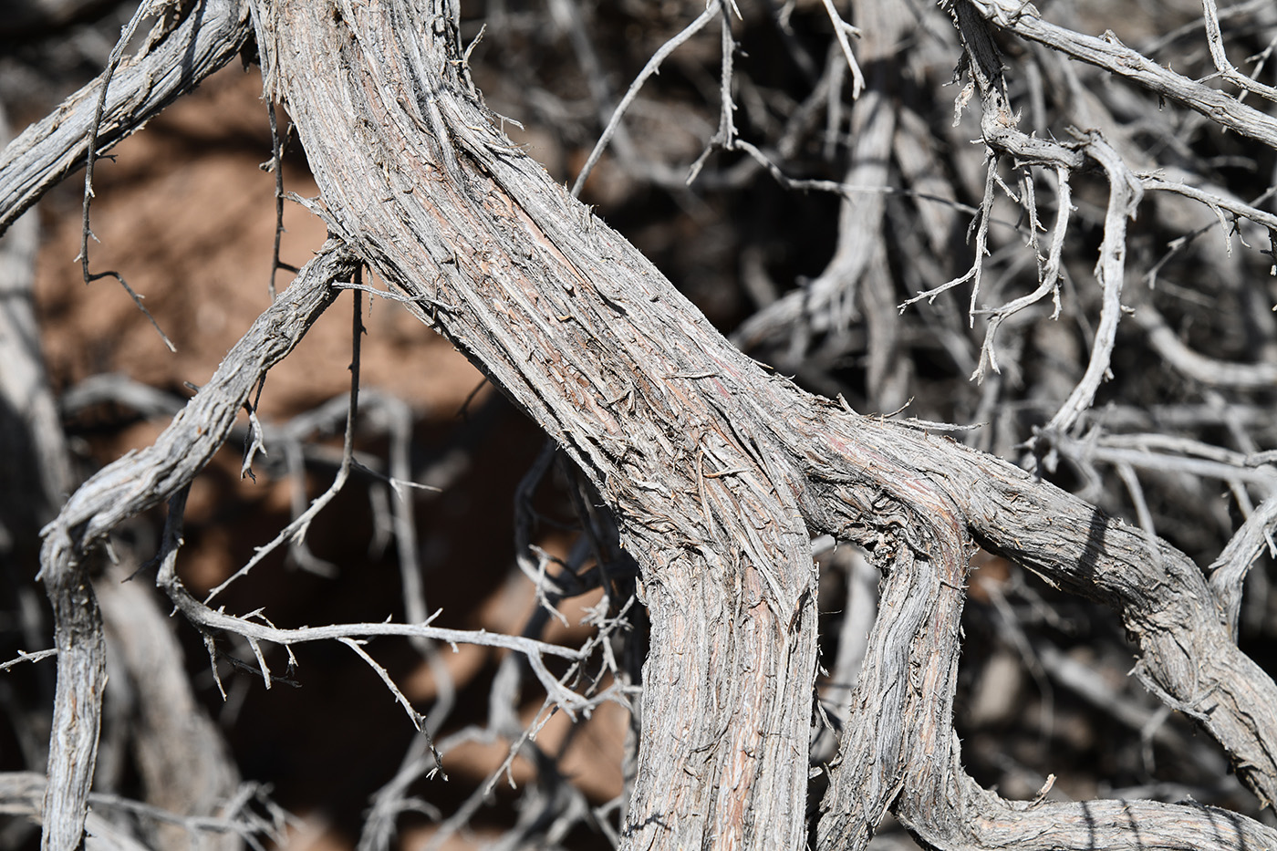 Изображение особи Atraphaxis virgata.