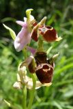 Ophrys oestrifera. Соцветие. Восточный Крым, хр. Тепе-Оба. 7 июня 2008 г.