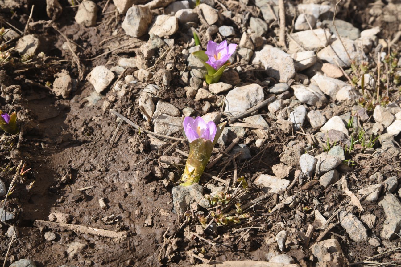 Изображение особи Merendera kurdica.