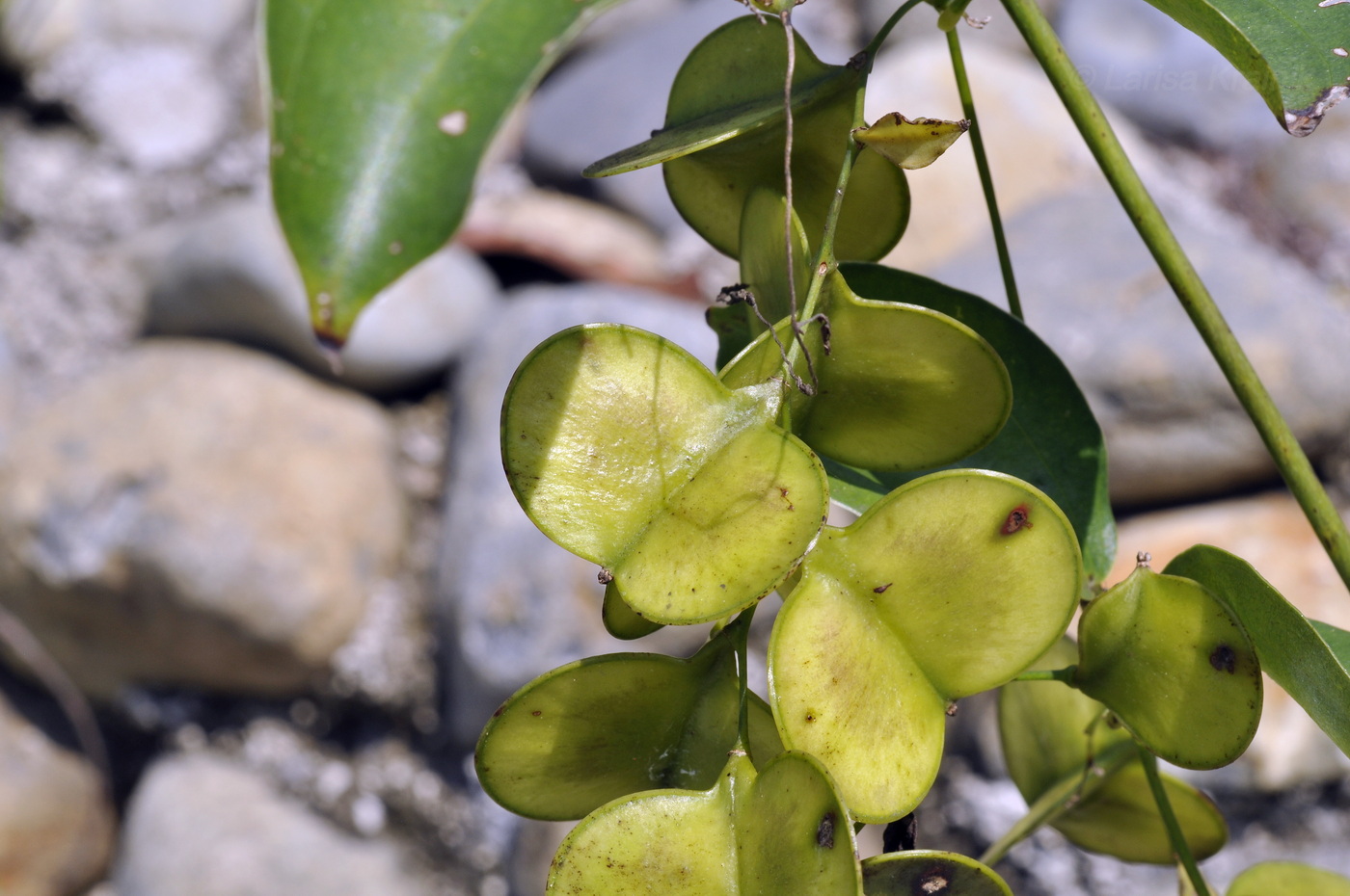 Изображение особи род Dioscorea.