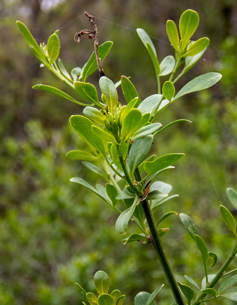 Image of Jasminum fruticans specimen.