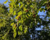 Morus nigra. Верхушки плодоносящих веток. Абхазия, Гудаутский р-н, окр. с. Лдзаа, заброшенный сад в следствии гражданской войны 1991 года. 08.06.2025.