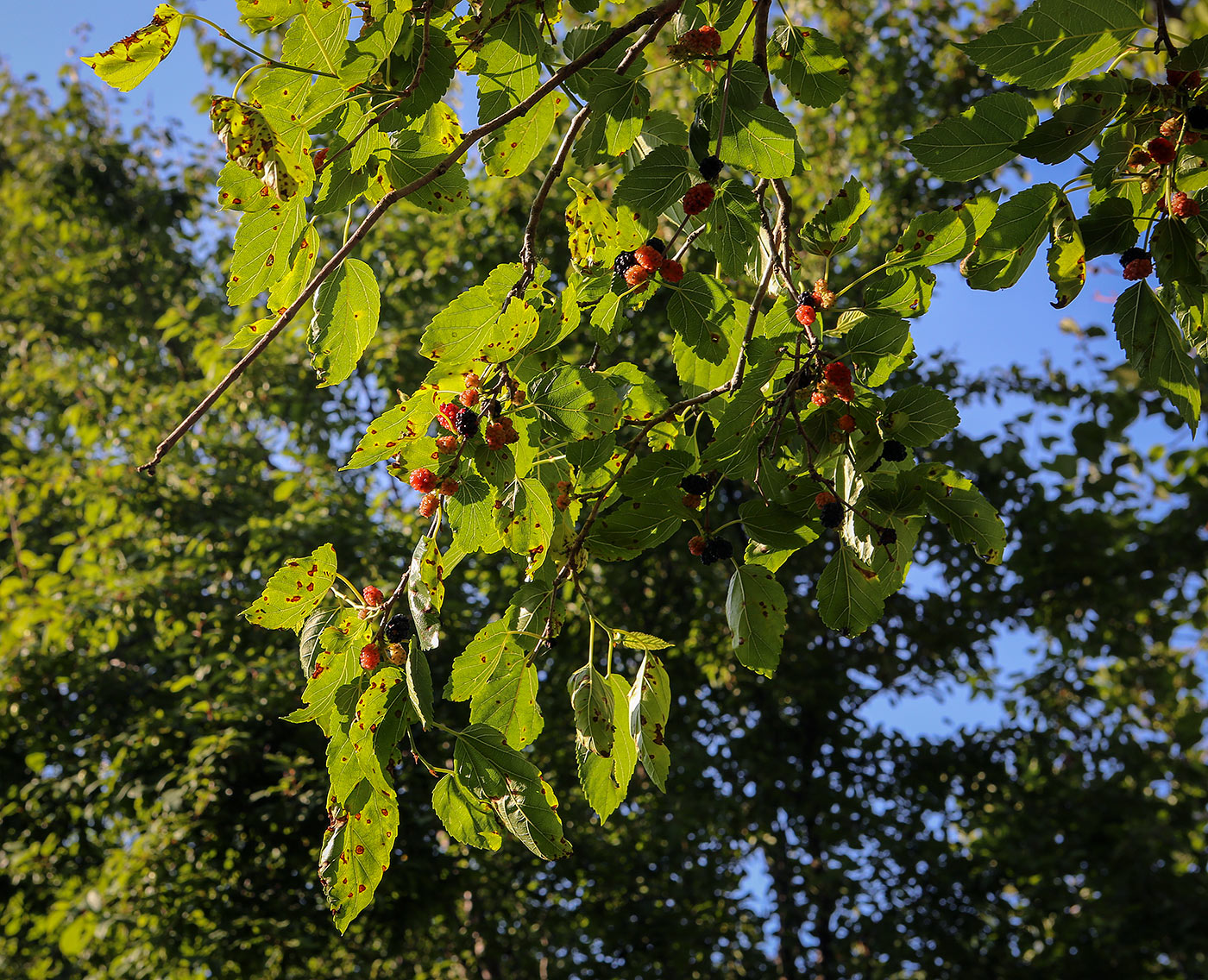 Изображение особи Morus alba.