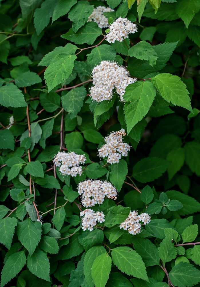 Image of Spiraea rosthornii specimen.