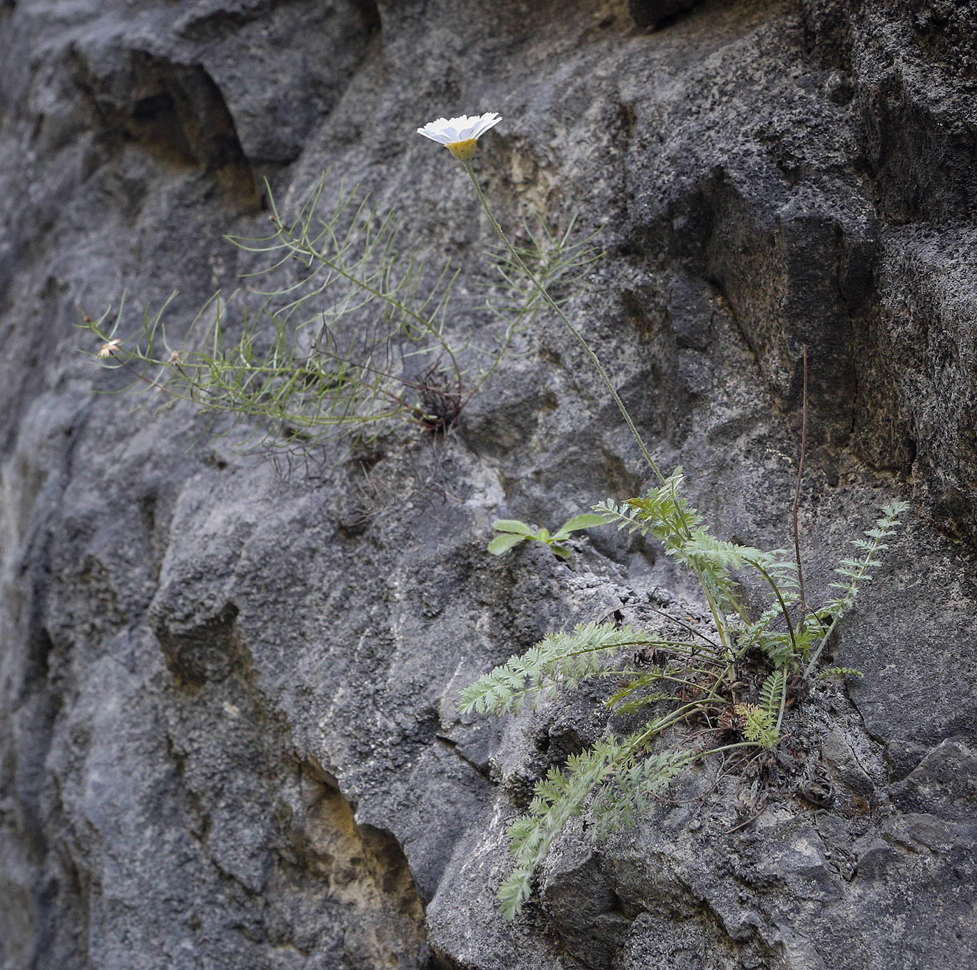 Image of Pyrethrum poteriifolium specimen.