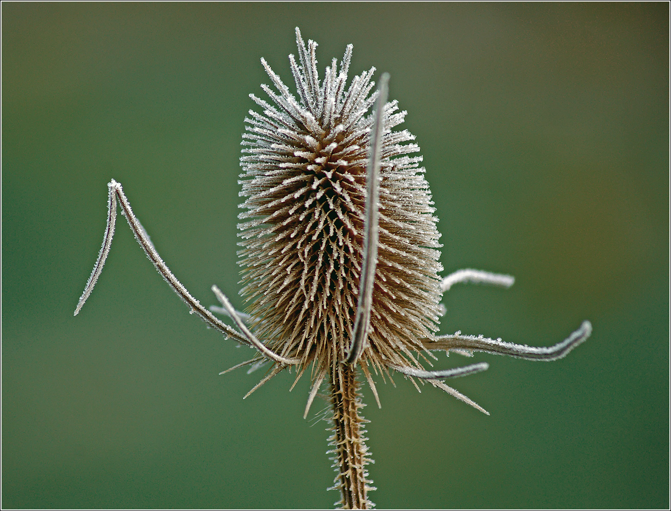 Изображение особи Dipsacus fullonum.