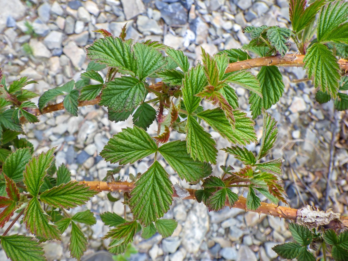 Изображение особи Rubus matsumuranus.