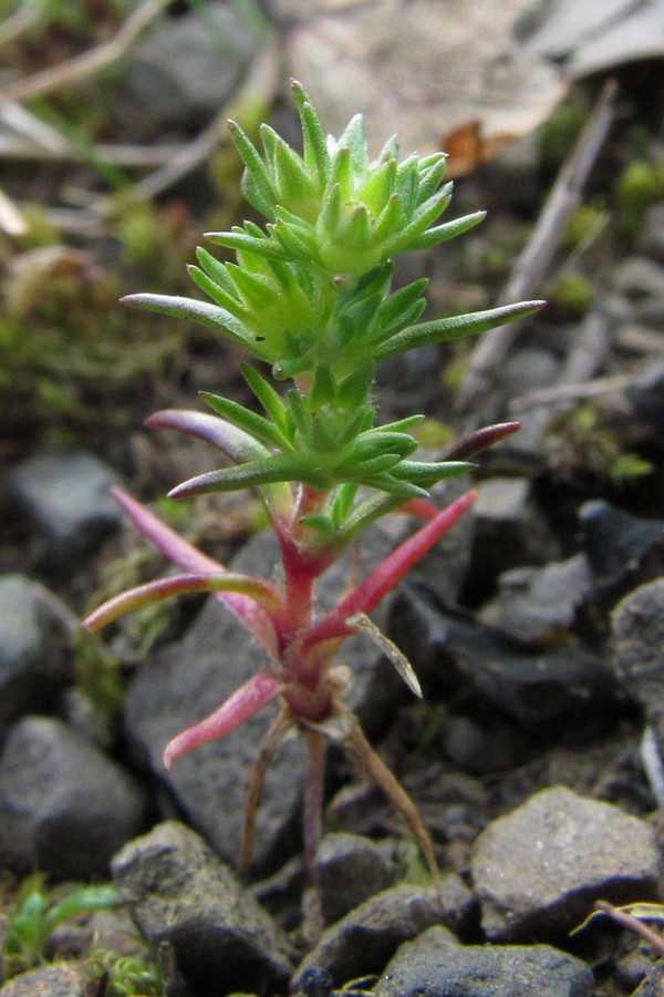 Изображение особи Scleranthus verticillatus.