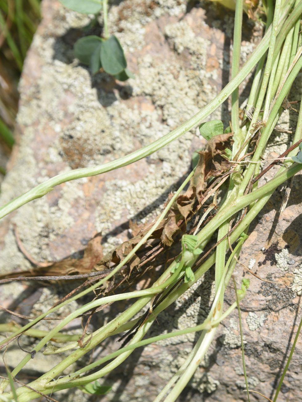 Image of Securigera balansae specimen.