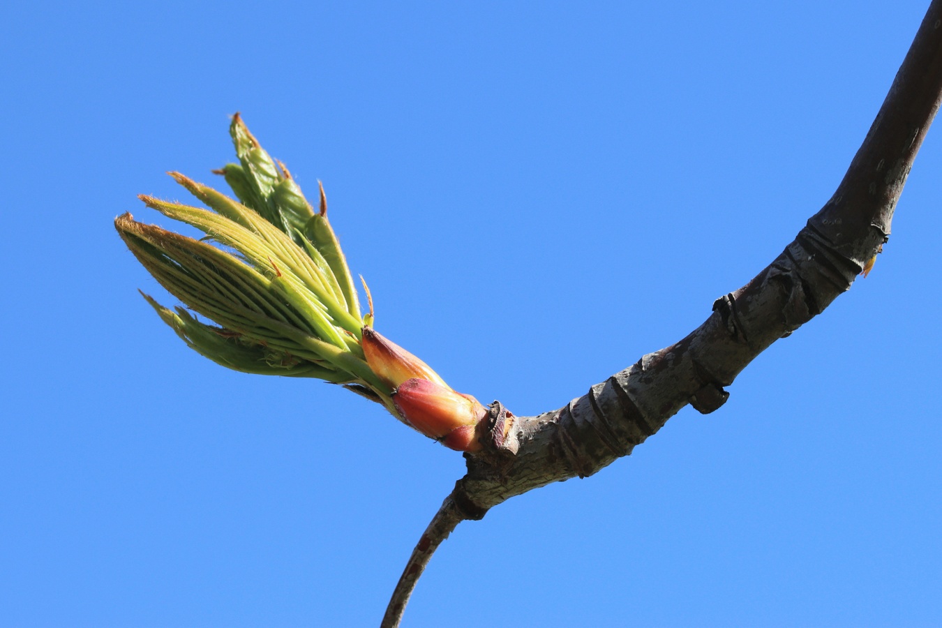 Image of Sorbus commixta specimen.