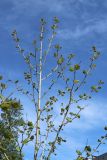 Platanus occidentalis. Верхняя часть кроны дерева с молодыми листьями. Санкт-Петербург, Кировский р-н, двор жилого дома, декоративное озеленение. 25.05.2026.