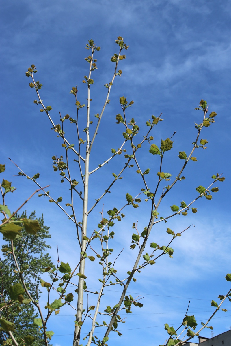 Image of Platanus occidentalis specimen.