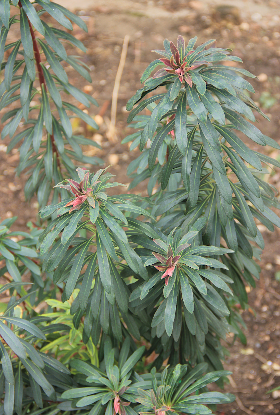 Image of Euphorbia × martini specimen.