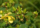Hypericum ascyron. Завязи плодов на верхушке растения. Кемеровская обл., окр. с. Елыкаево, луг у заболоченной старицы р. Большая Промышленная. 12.07.2026.