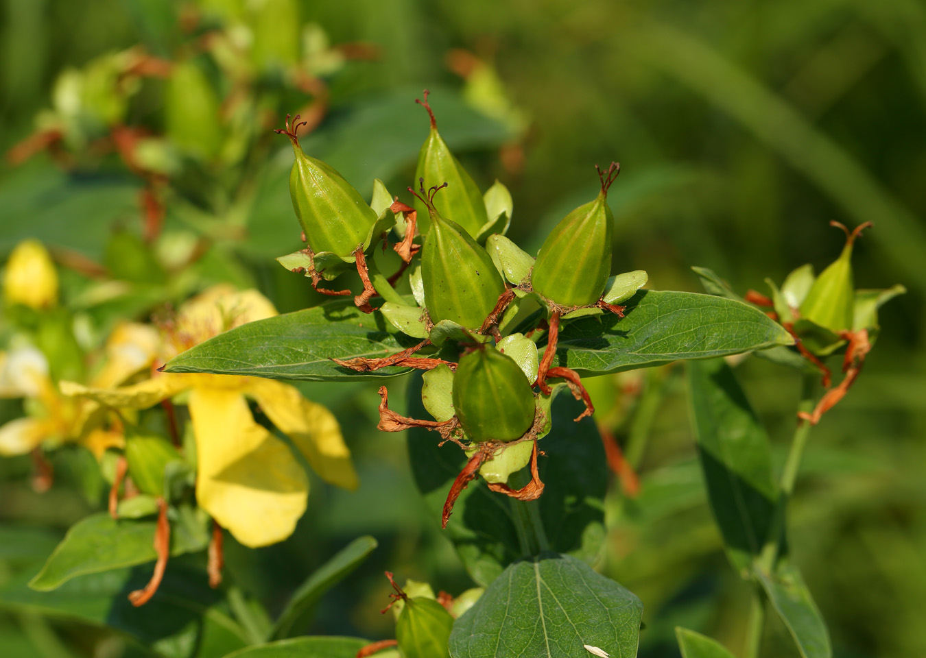 Изображение особи Hypericum ascyron.