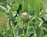 genus Cirsium